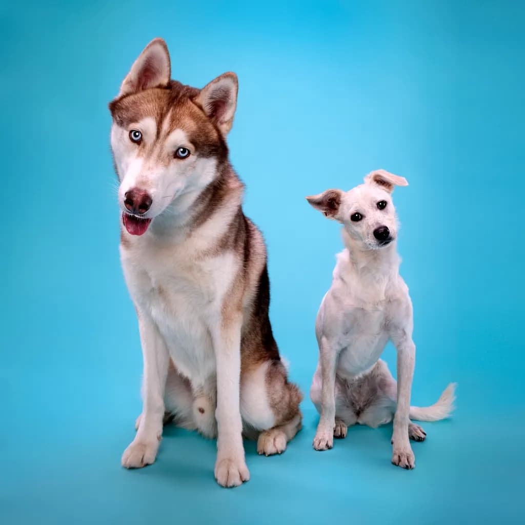Best Buddies