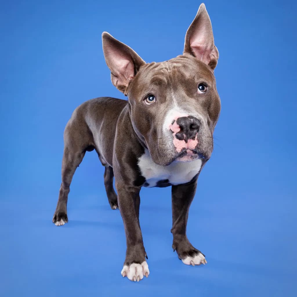 Handsome Bully Boy