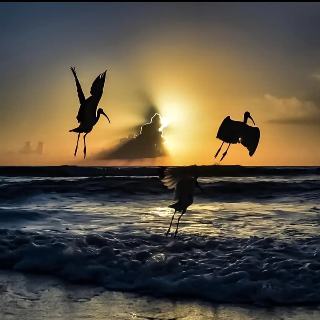 Dawn Flight