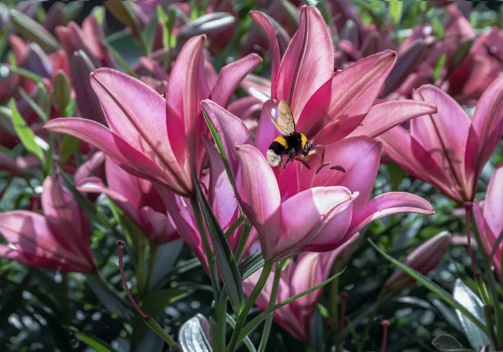 Pink Bloom with Bumblebee
