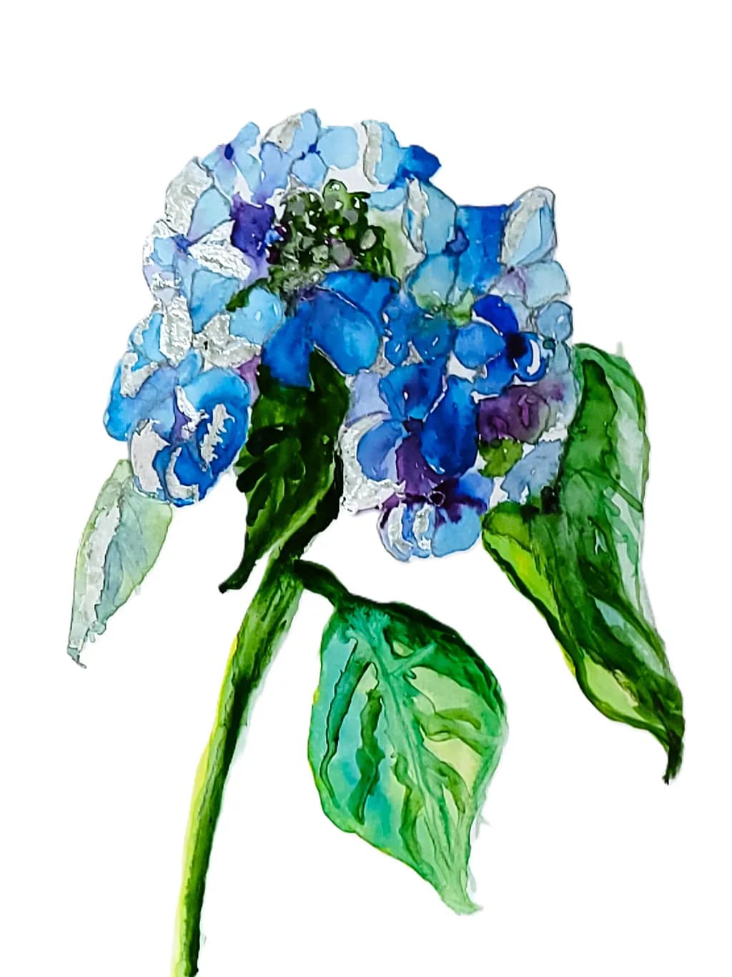 Blue Hydrangea Watercolour