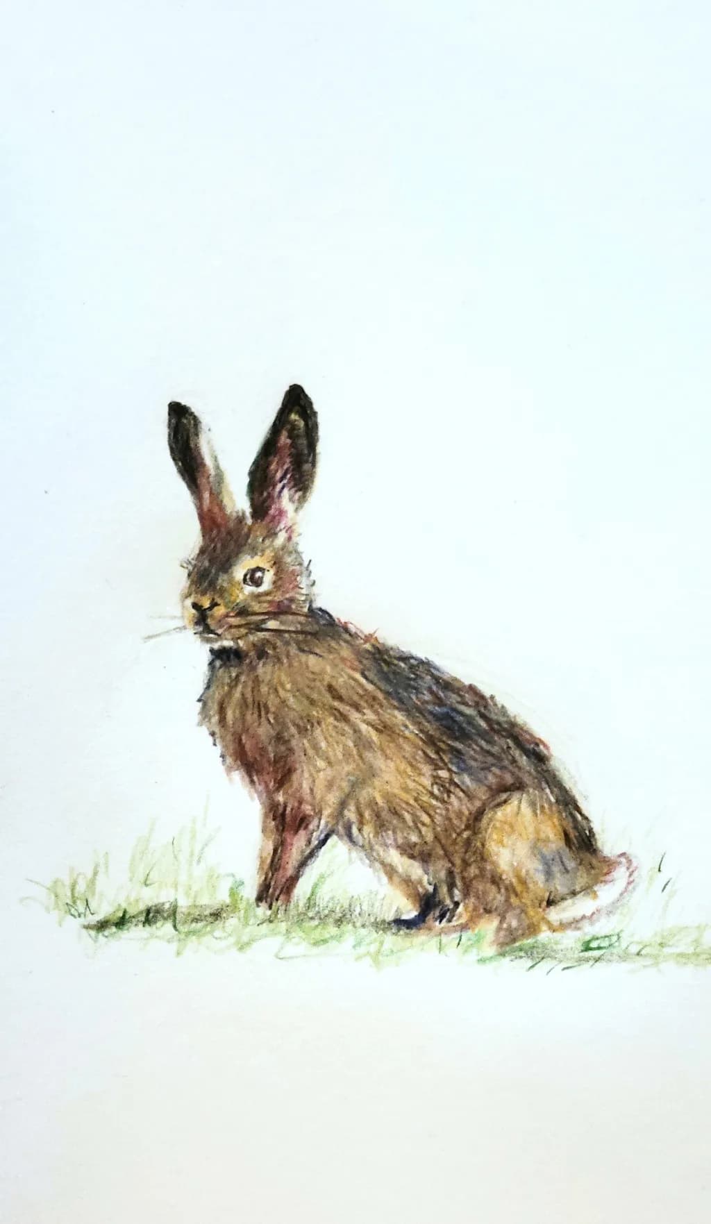 Rabbit in Grass