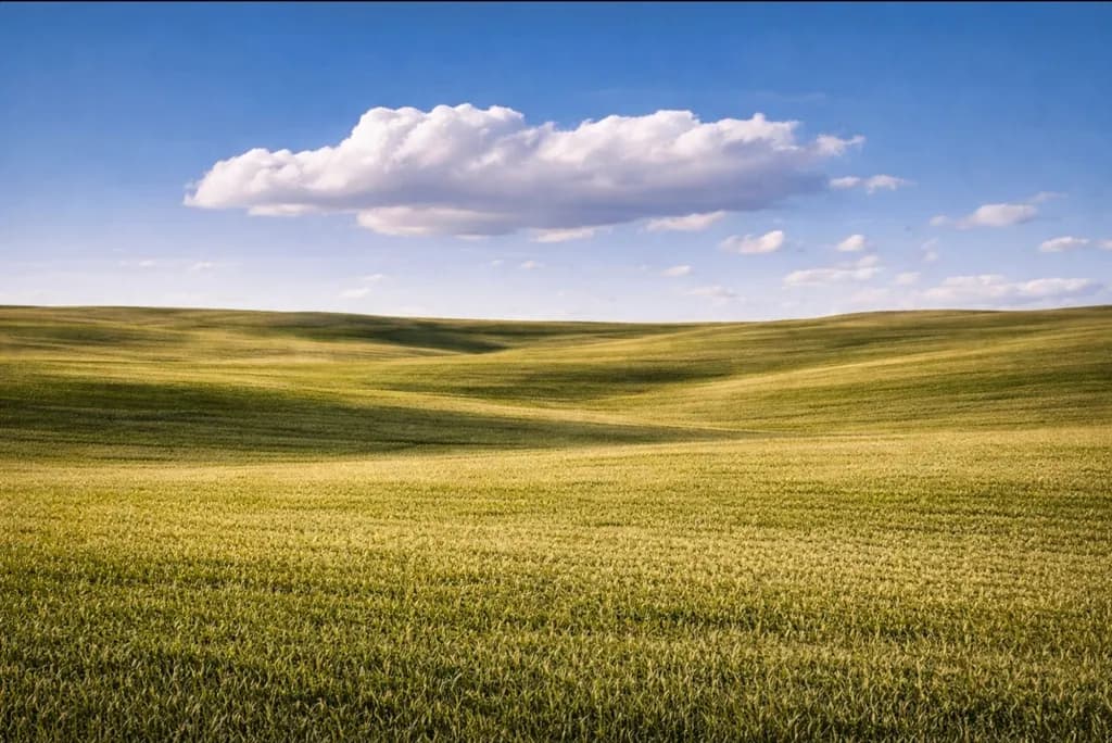 Golden Fields Horizon