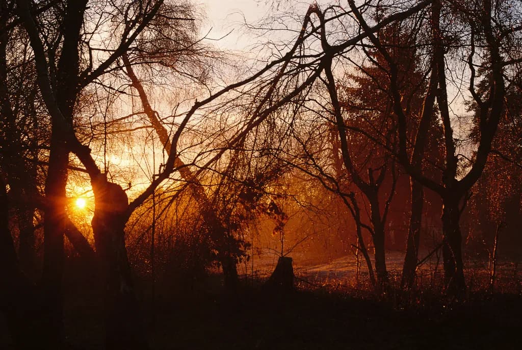 Amber Twilight Woods