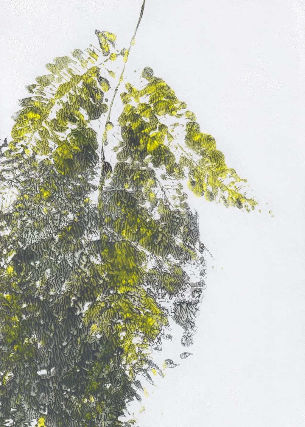 No14 Leaf Study