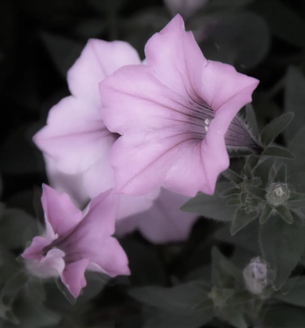 Smooth Operator Flower
