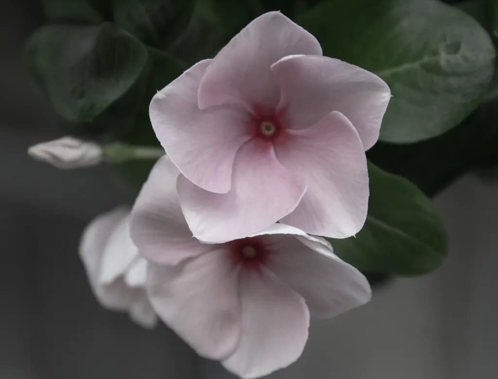 Resilience Bloom