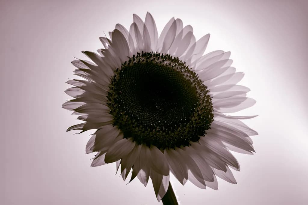 The Innocense Within Sunflower