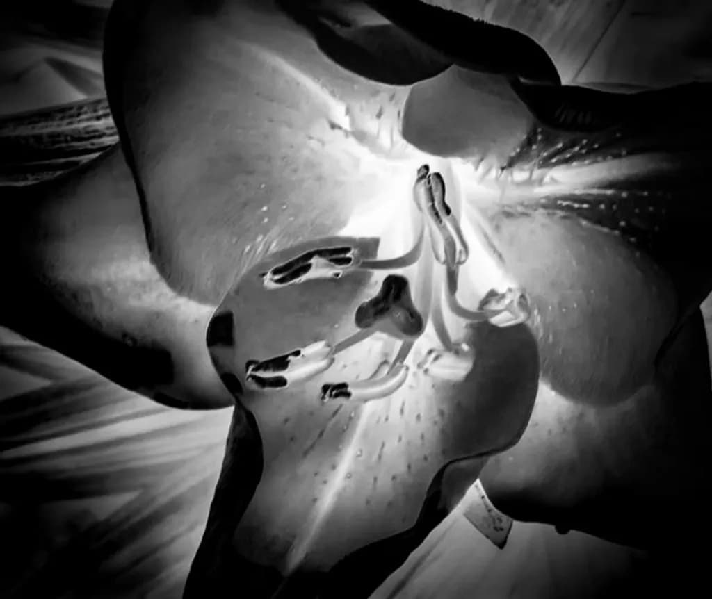 Inverted Black and White Lily