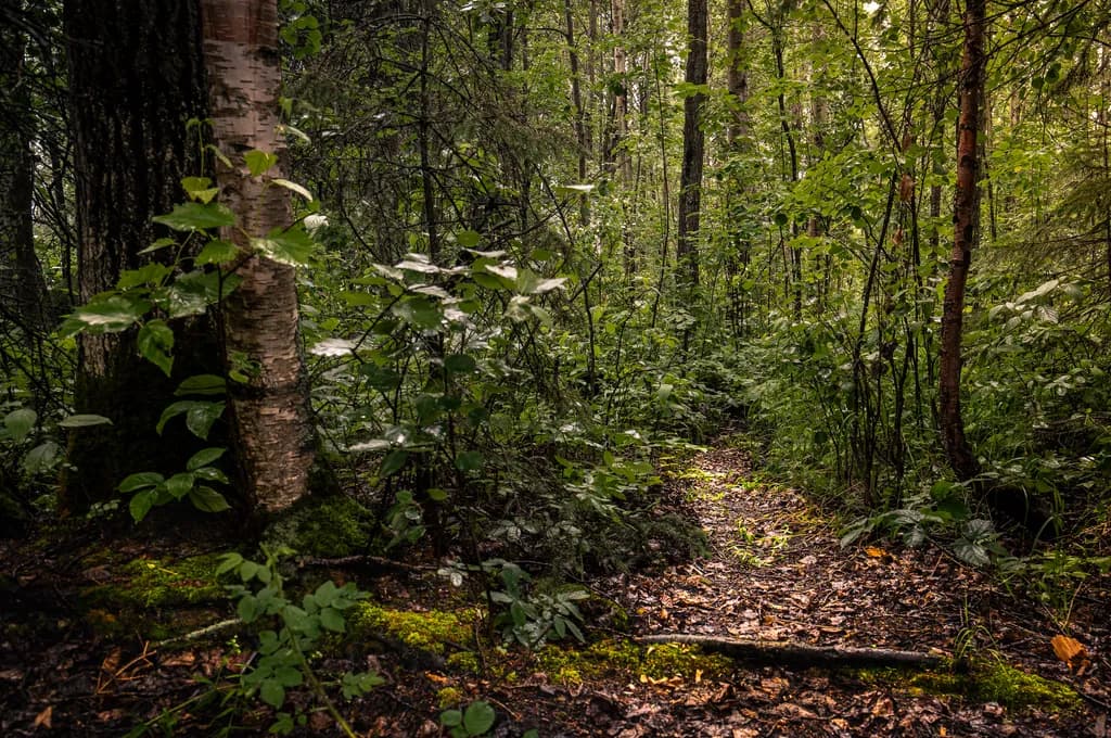 Woodland Path