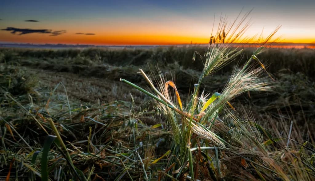 Harvest Field Sunset
