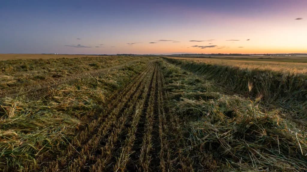 Harvest Field at Dusk
