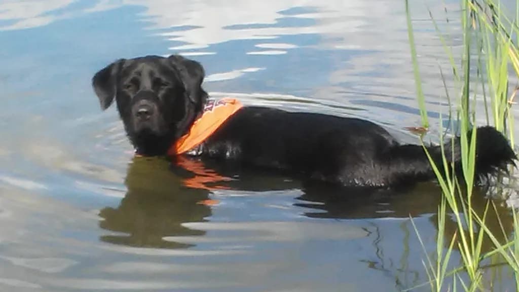 Black Lab in Water