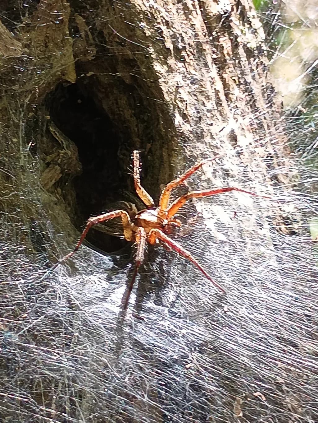 Web Architect