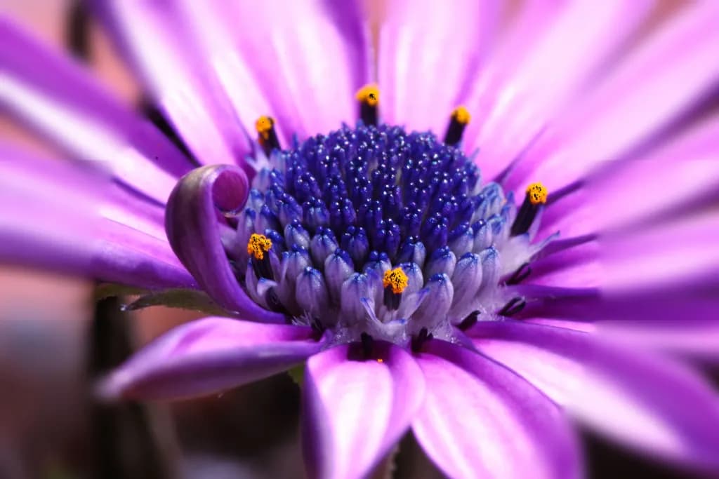 Purple Bloom Focus