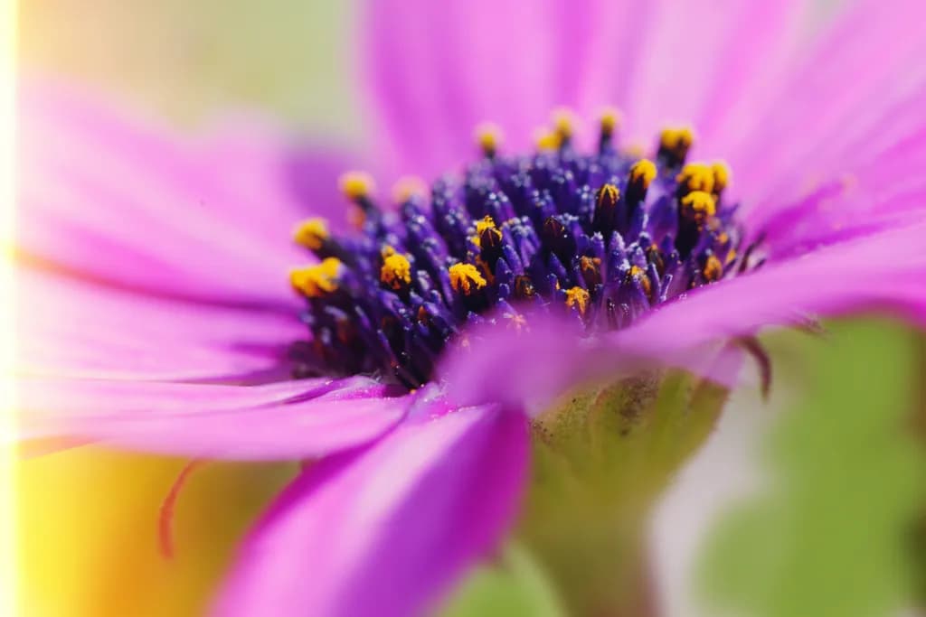 Purple Bloom Close-up