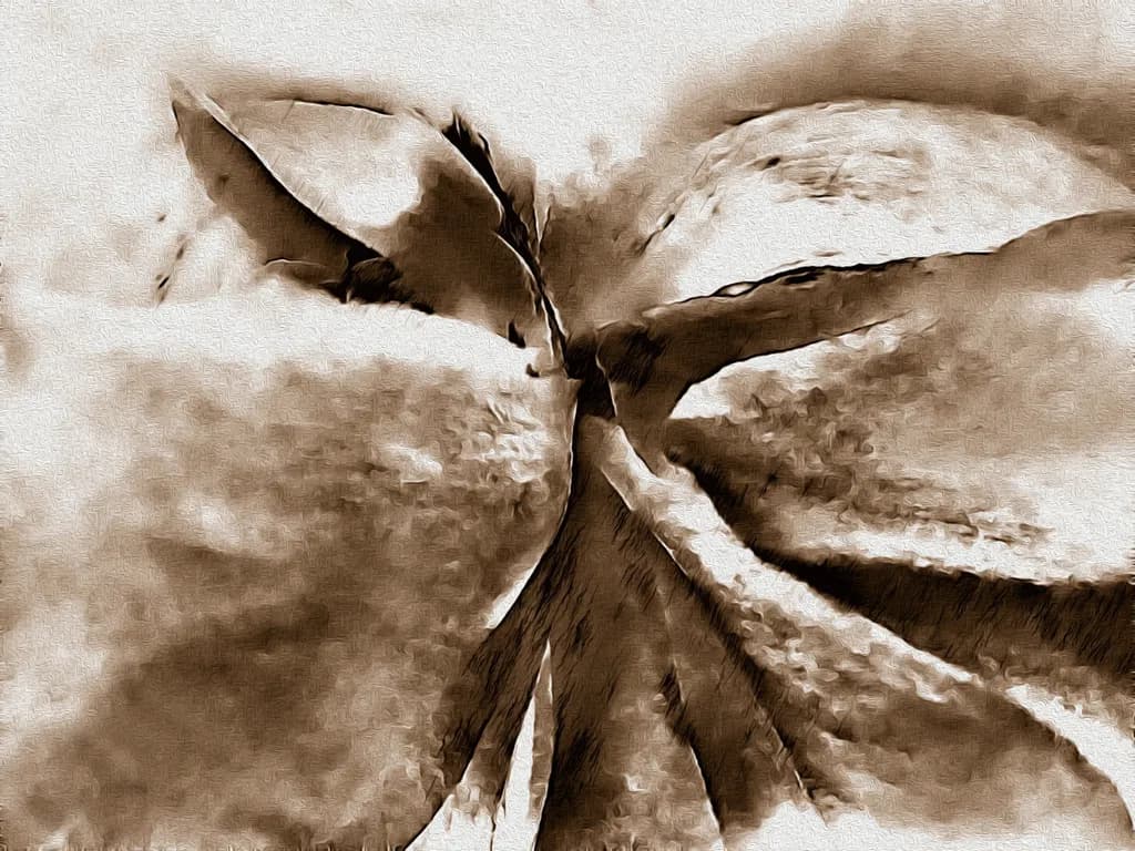 Textured Leaf Convergence