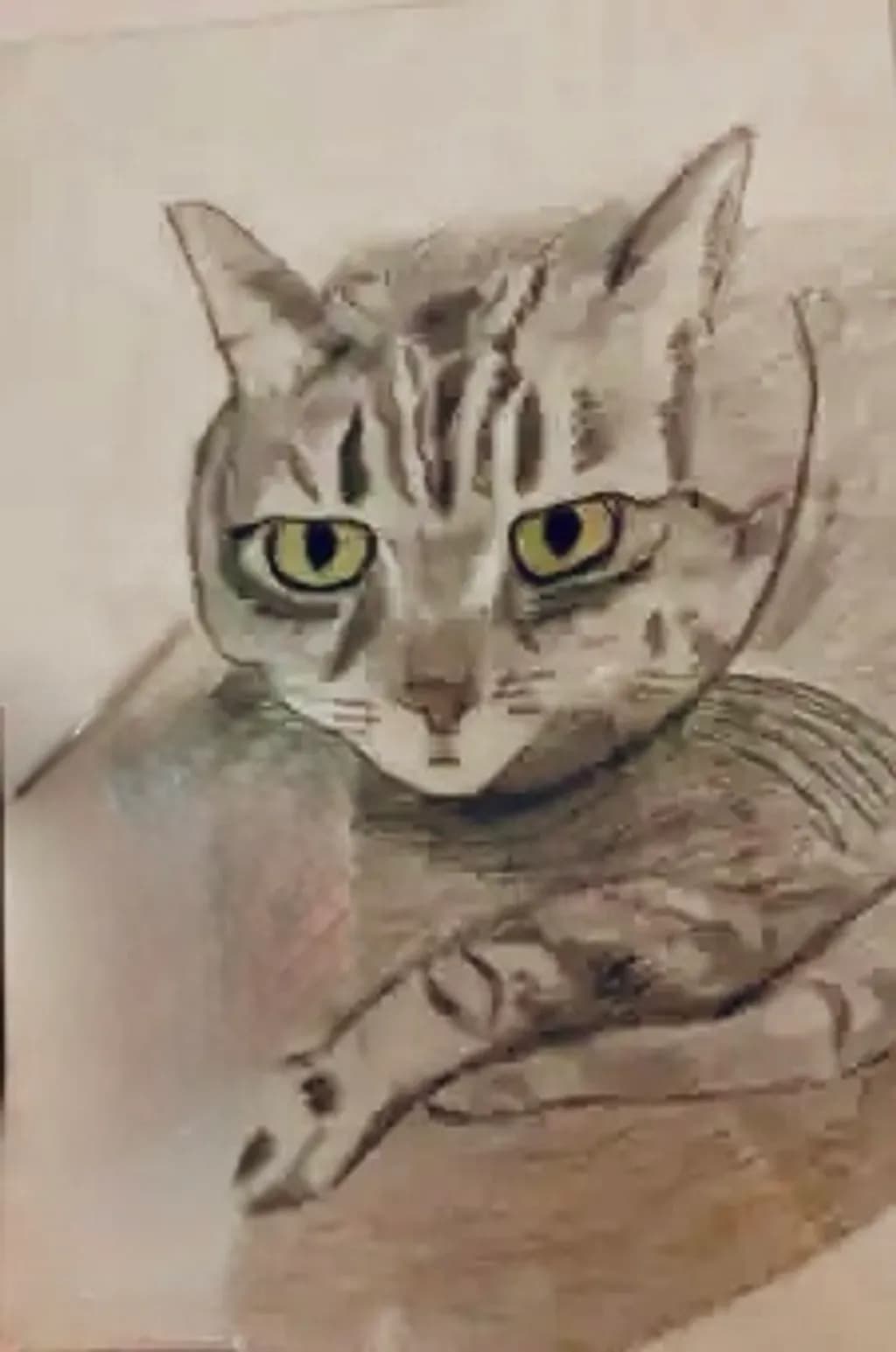 Observant Tabby