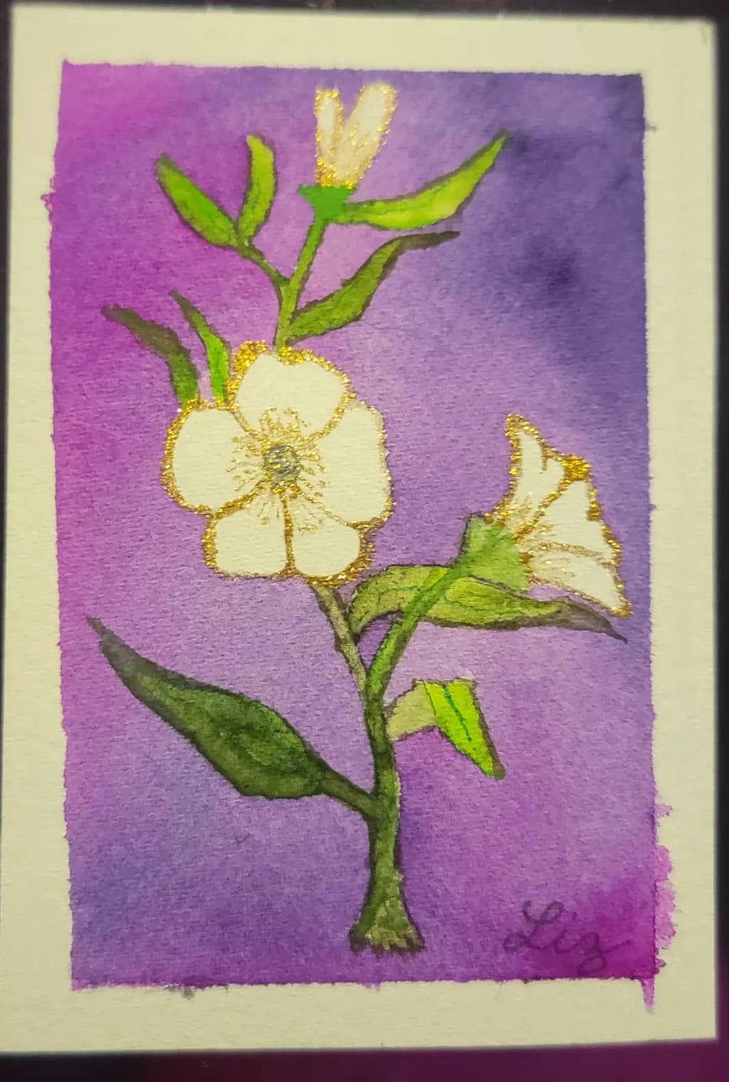 White Flower on Purple