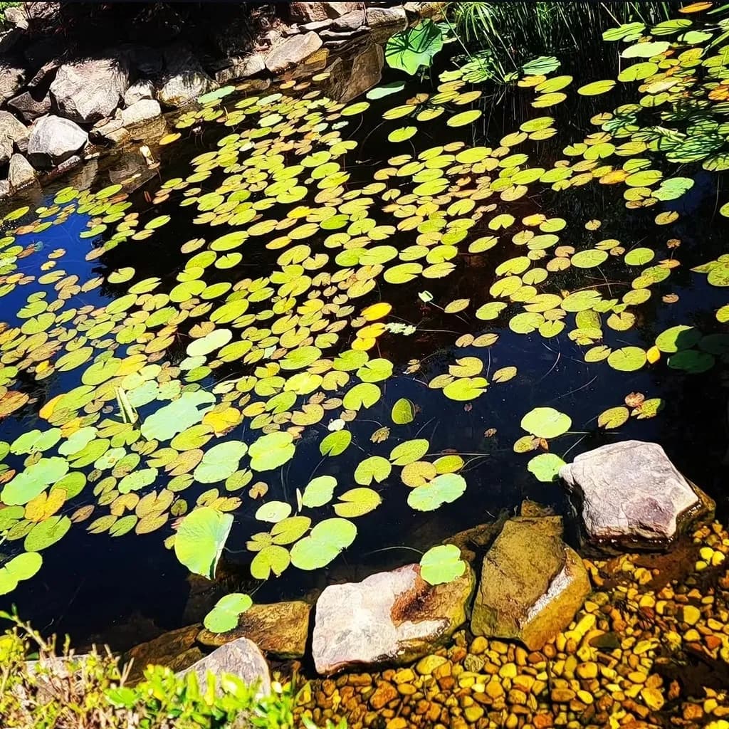 Pond Lilies and Rocks