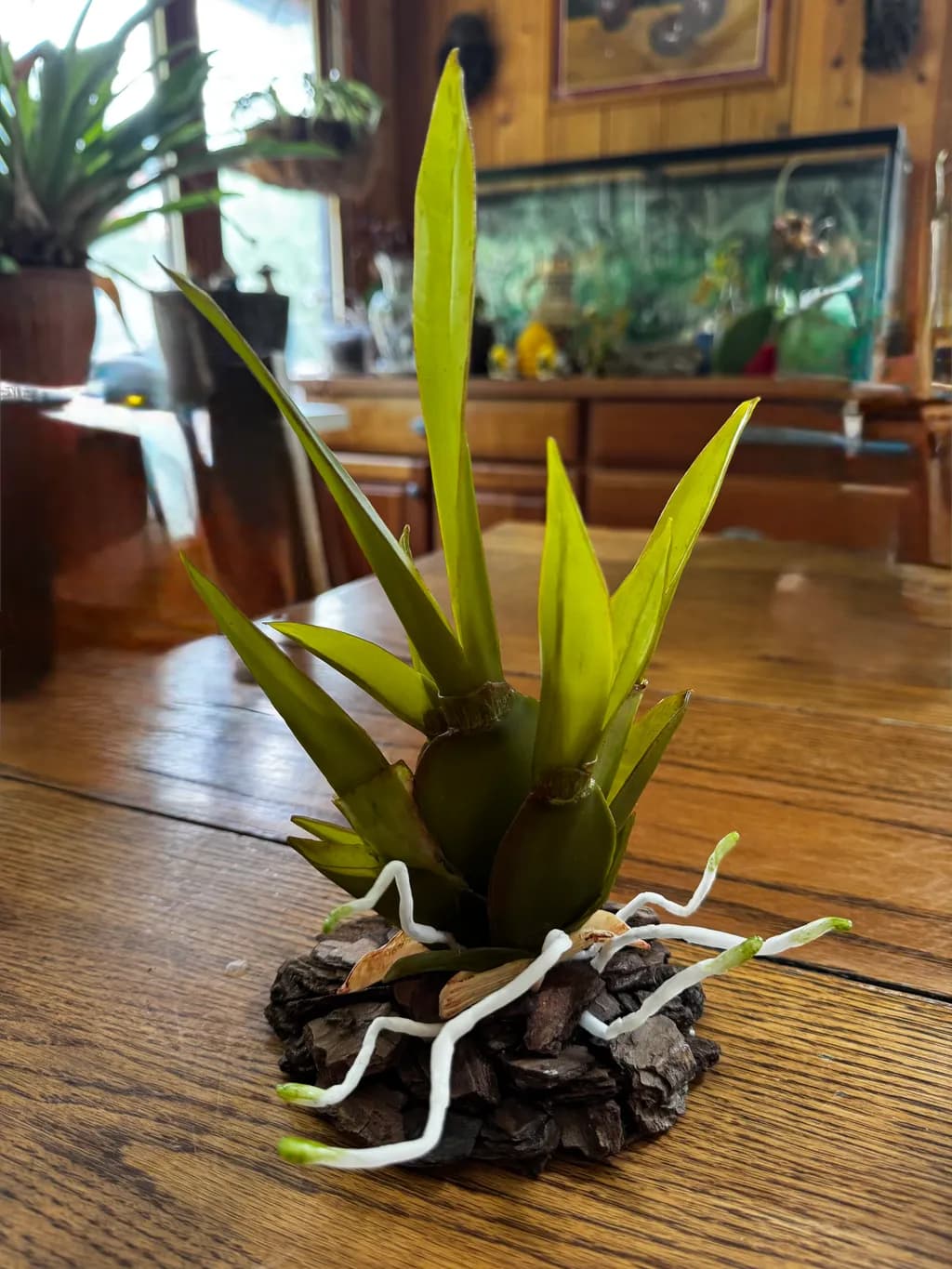 Sprouting Orchid