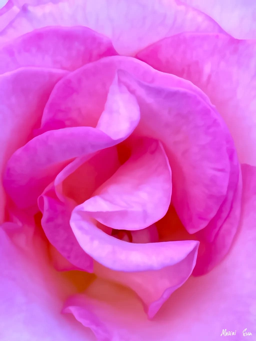 Rose Layers