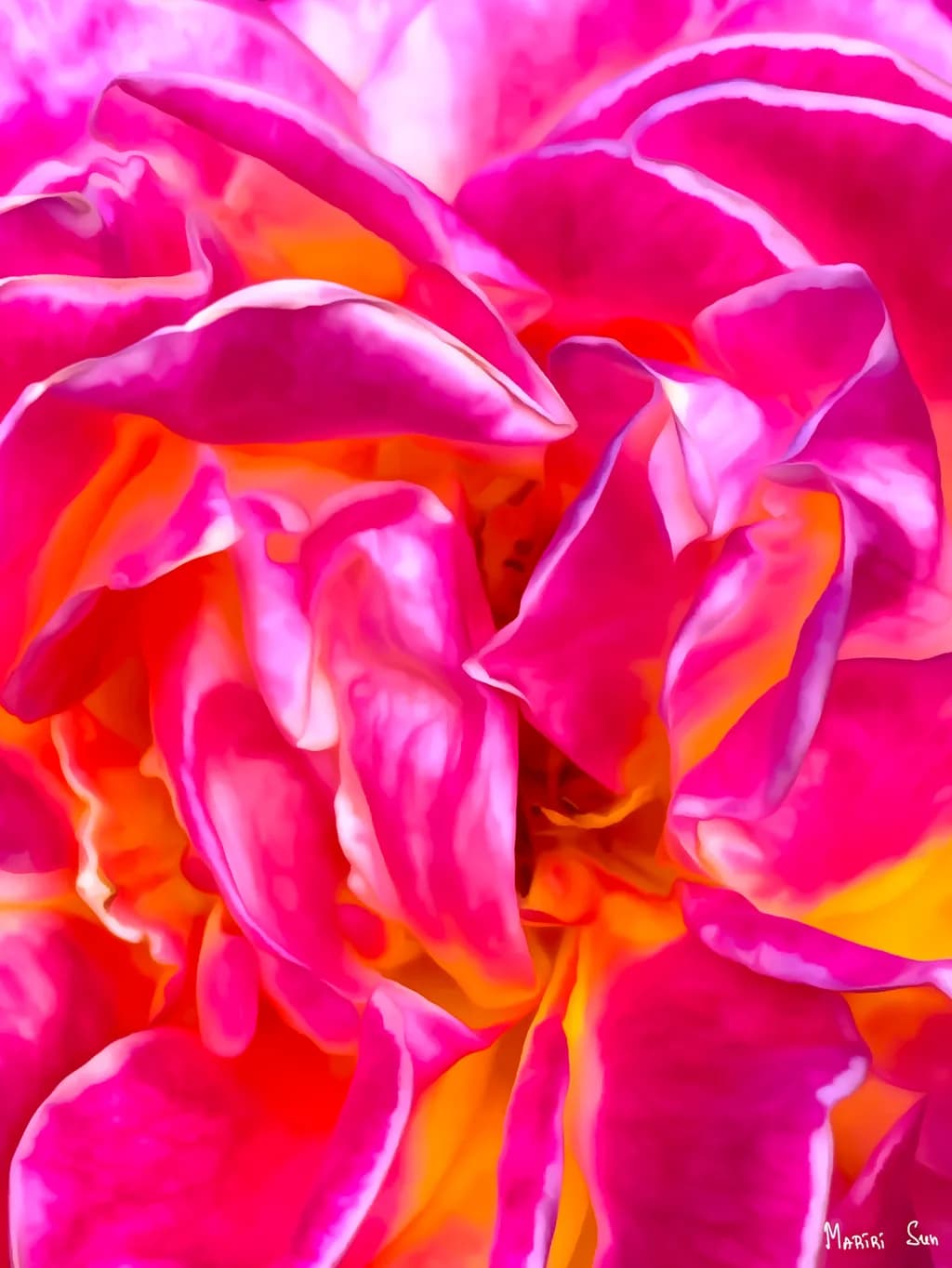 Rose Burst
