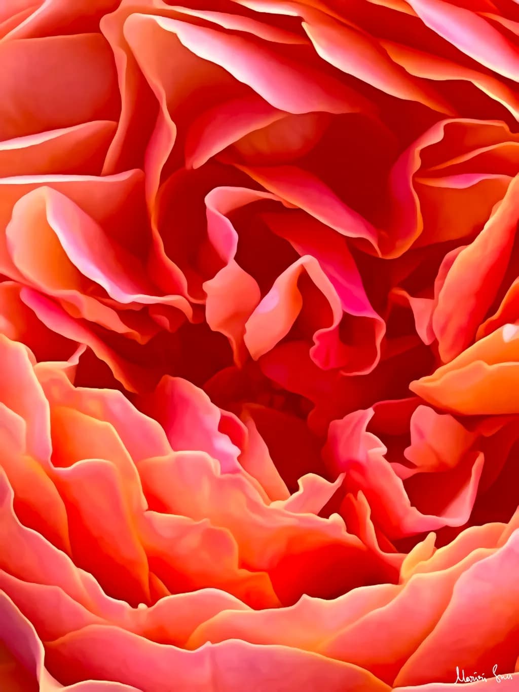 Velvet Flame