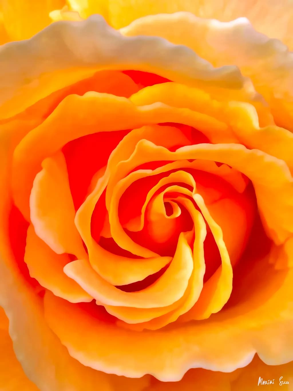 Core Flame Rose