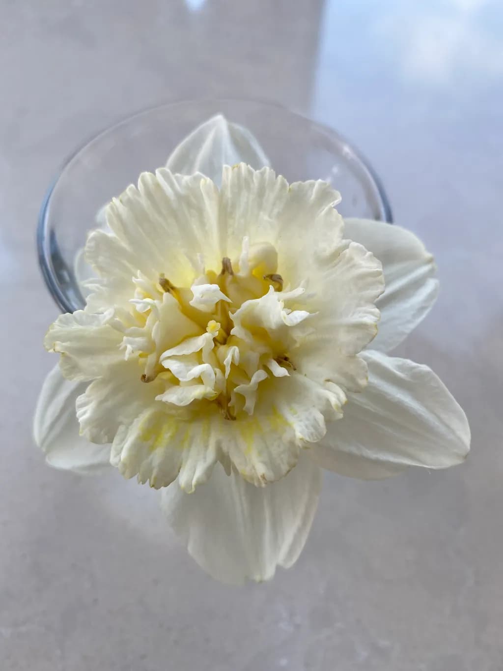 Ivory Bloom