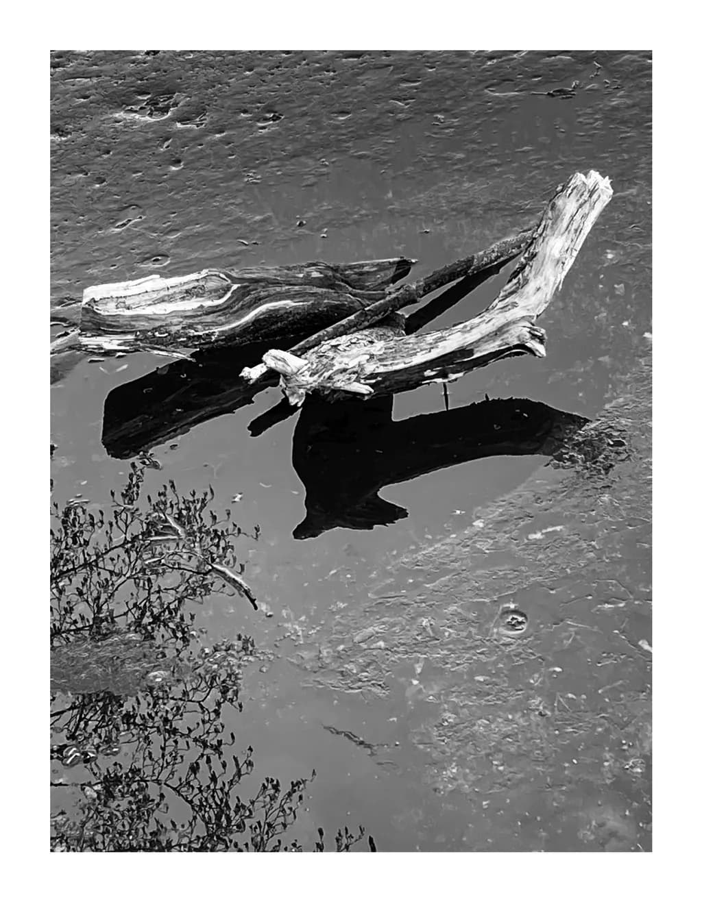 Driftwood Echoes
