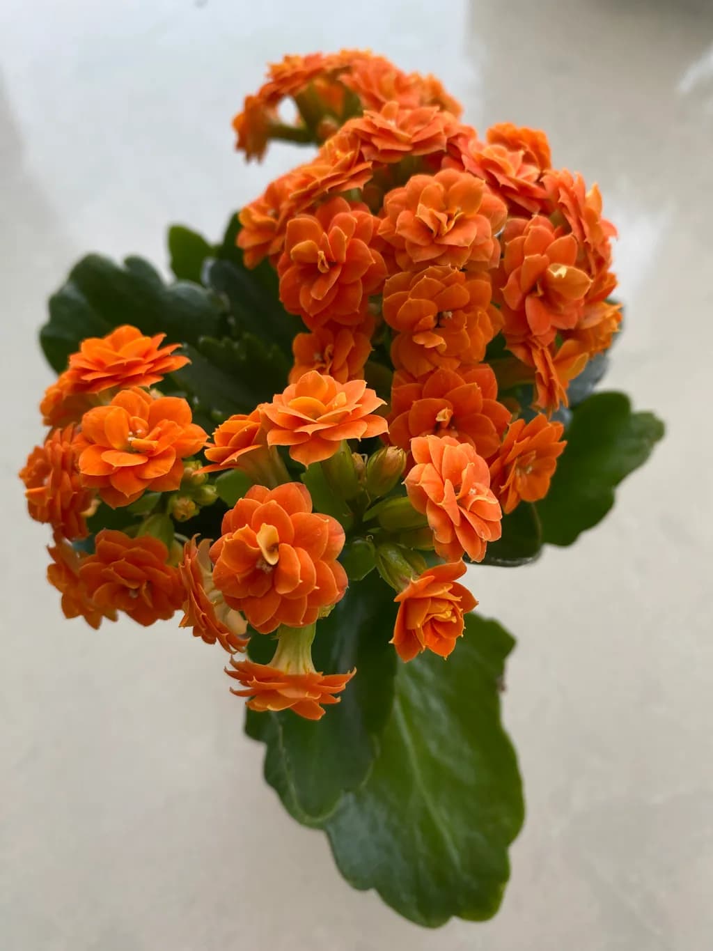 Orange Kalanchoe Cluster