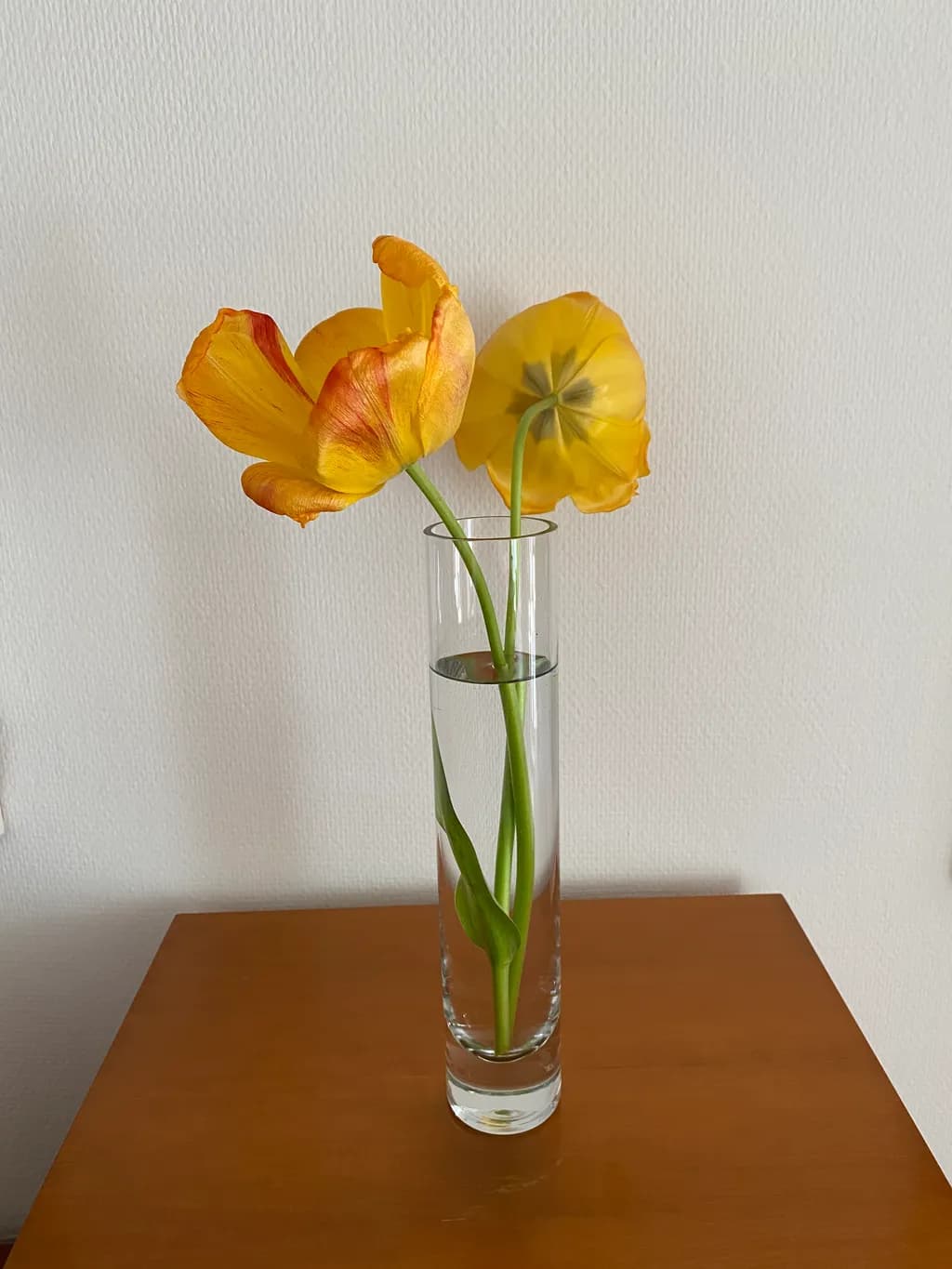 Yellow Tulip Duo