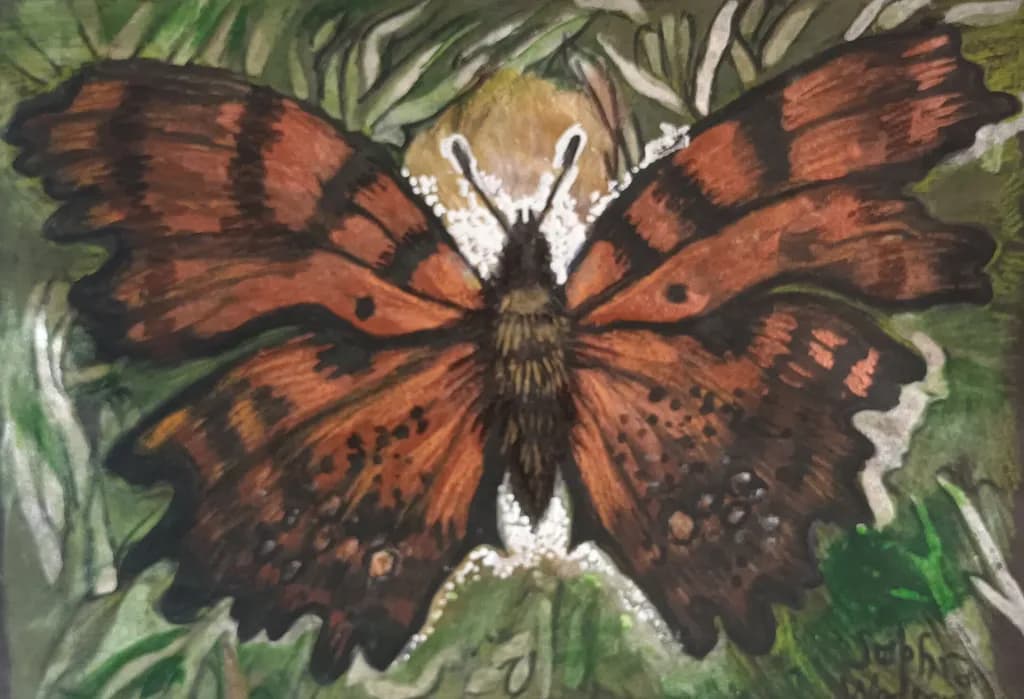 Tattered Monarch