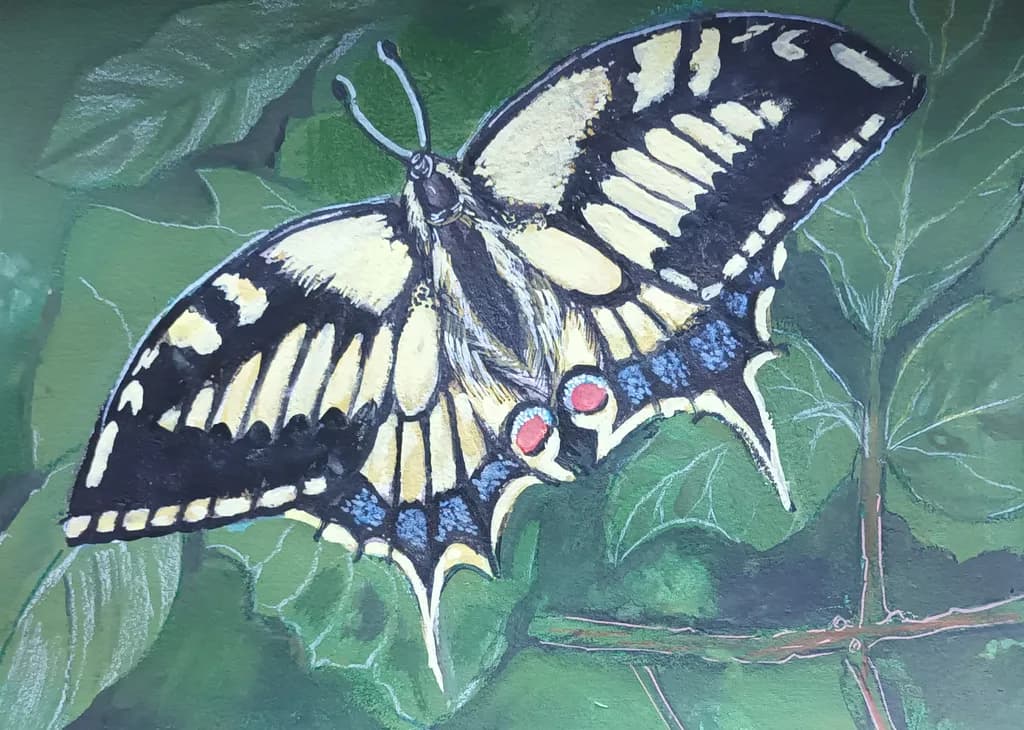 Swallowtail Contrast