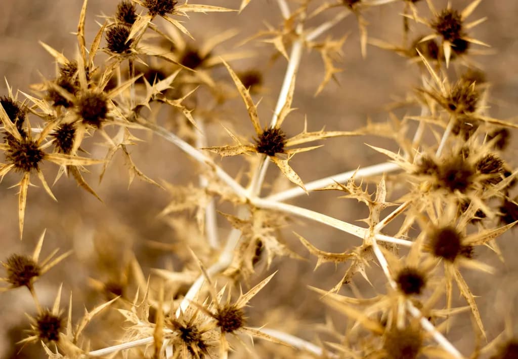 thorny resilience