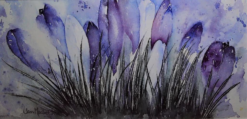 Purple Crocus