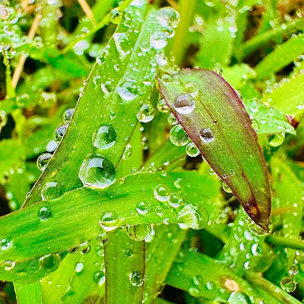 Dew-Kissed Leaves