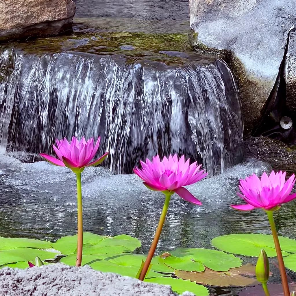 Cascade Blooms