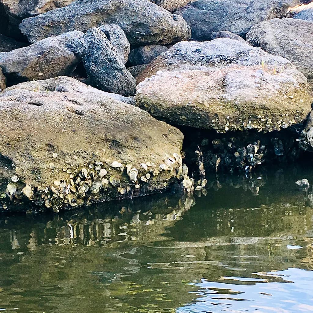 Shoreline Texture