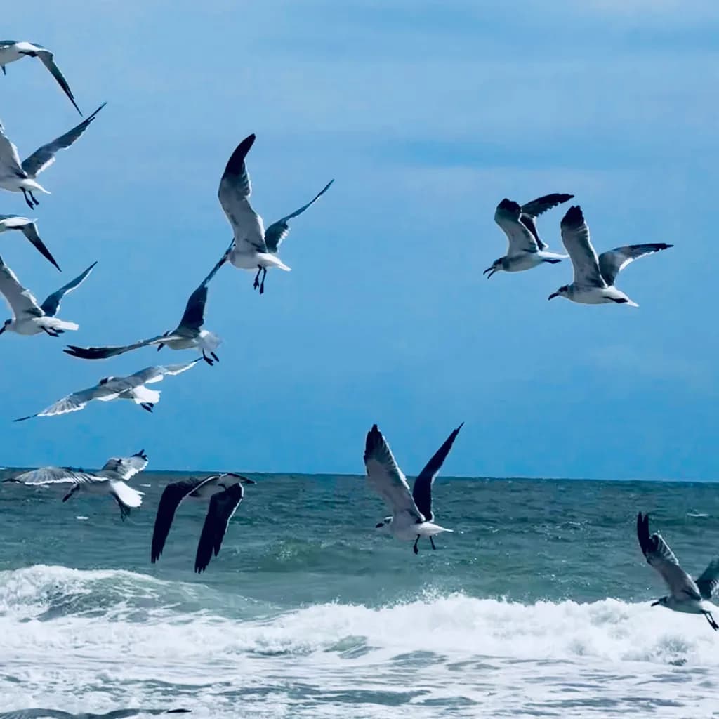Seagulls in Flight