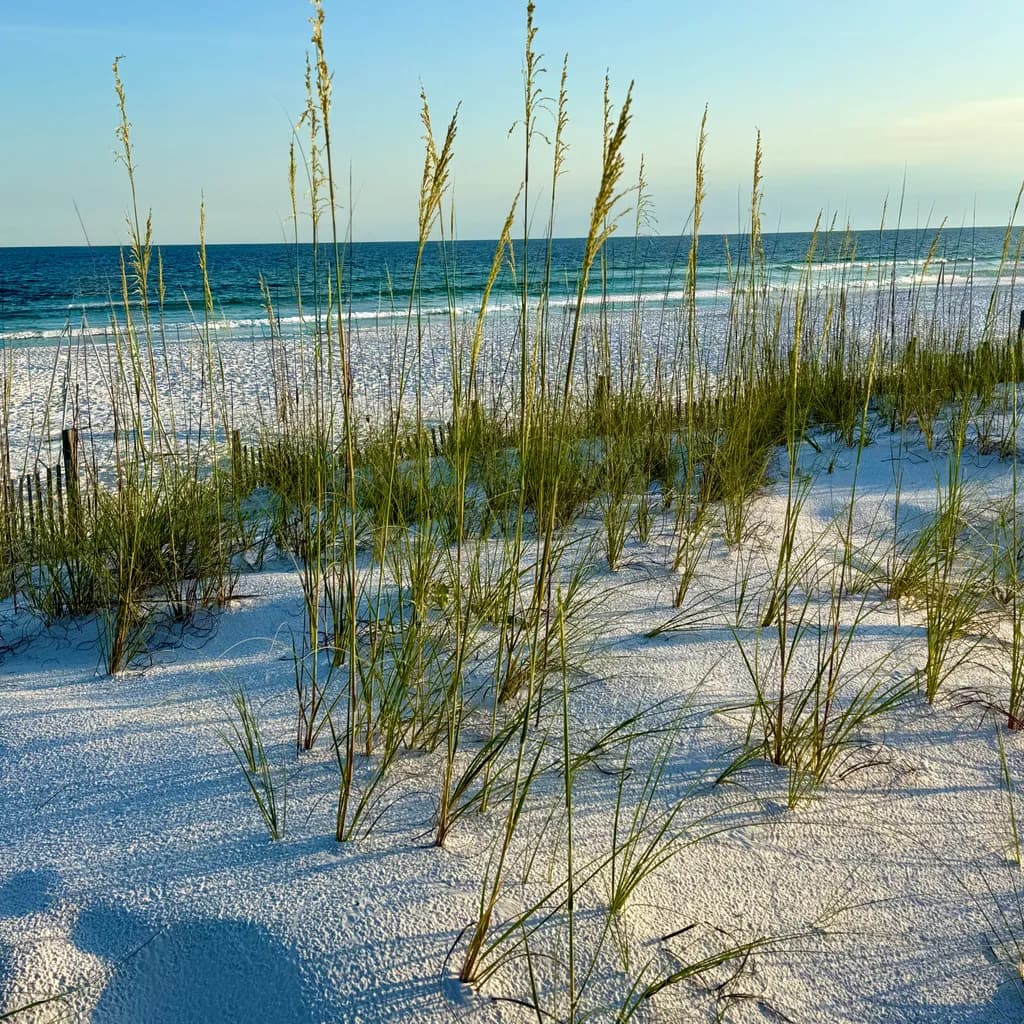 Sandy Dunes