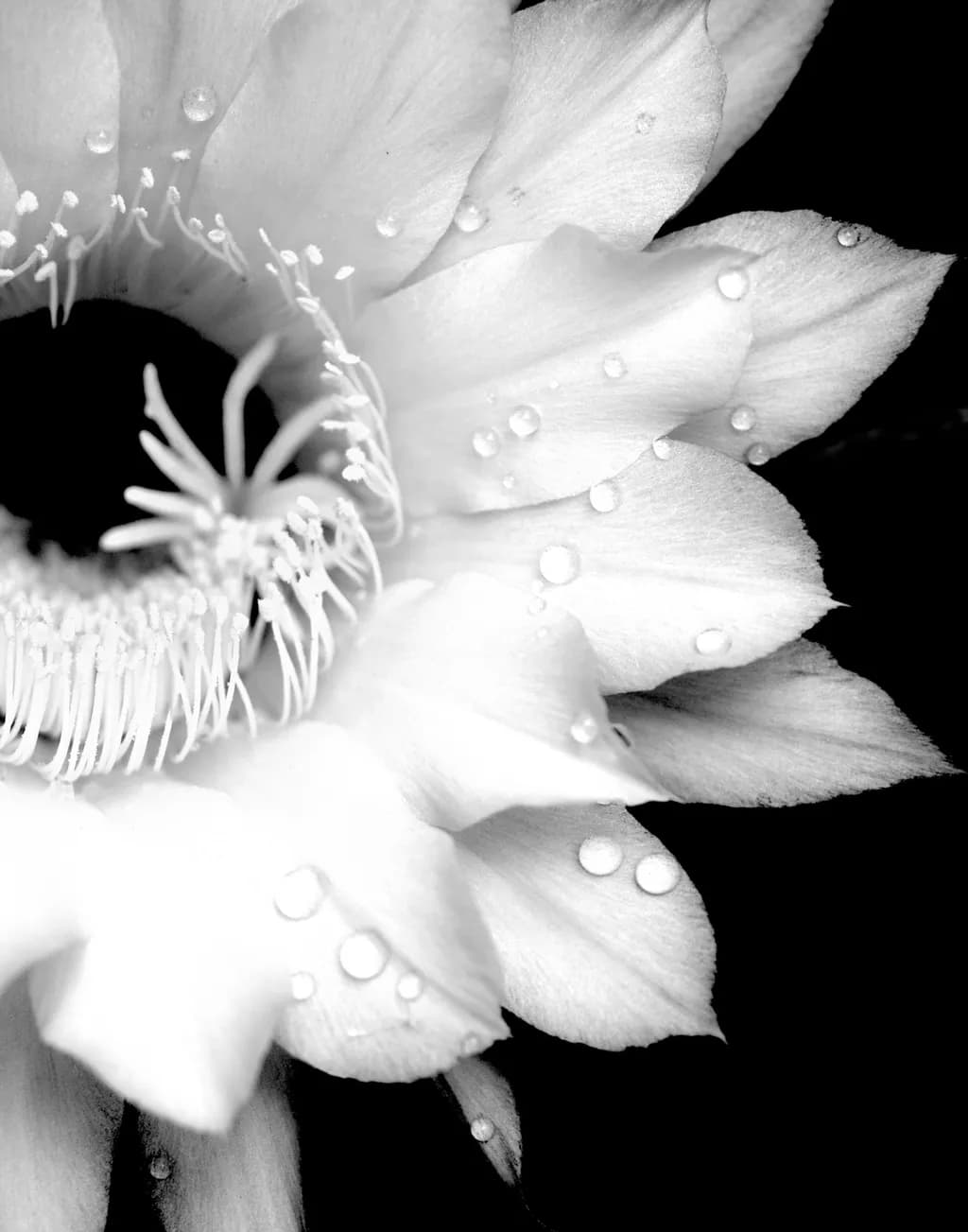 Dewdrop Bloom