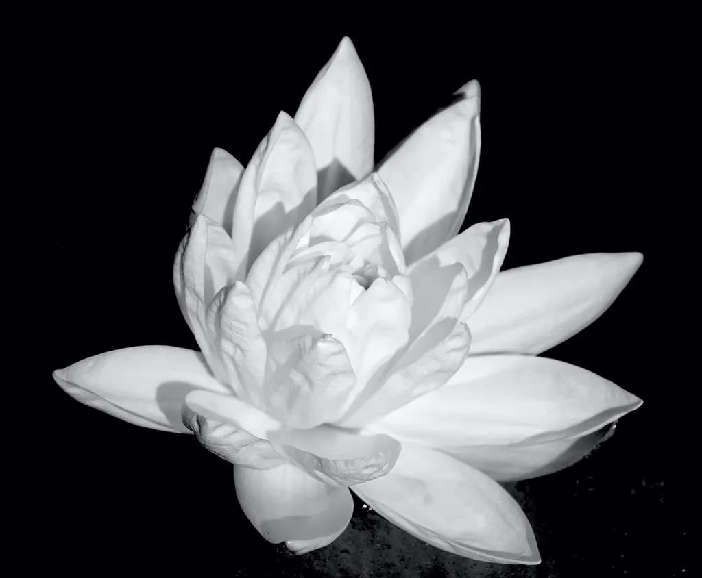 Luminous Lotus