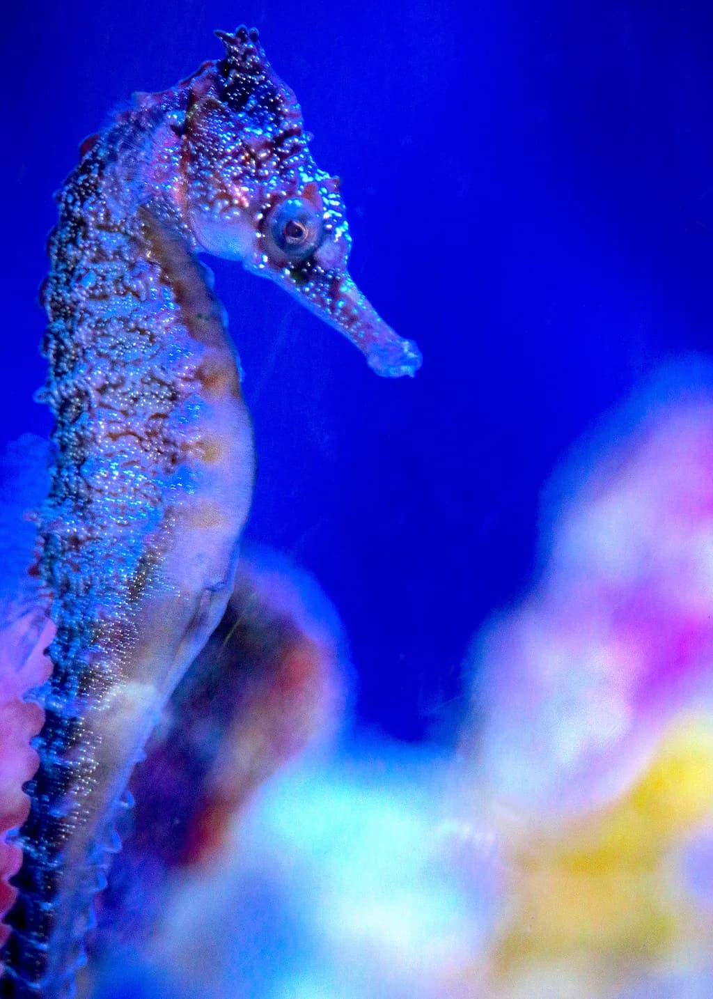 Blue Abyss Seahorse