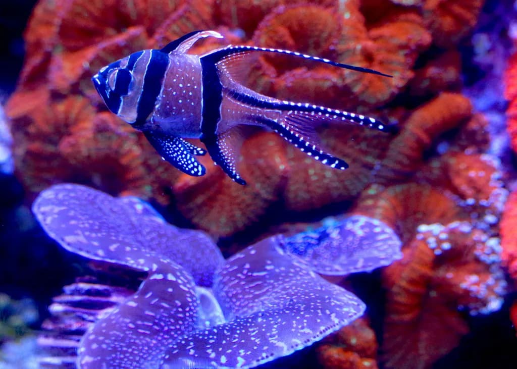Neon Coral Ballet