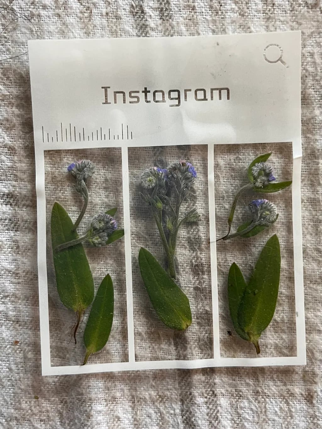 Pressed Botanicals Instagram Grid