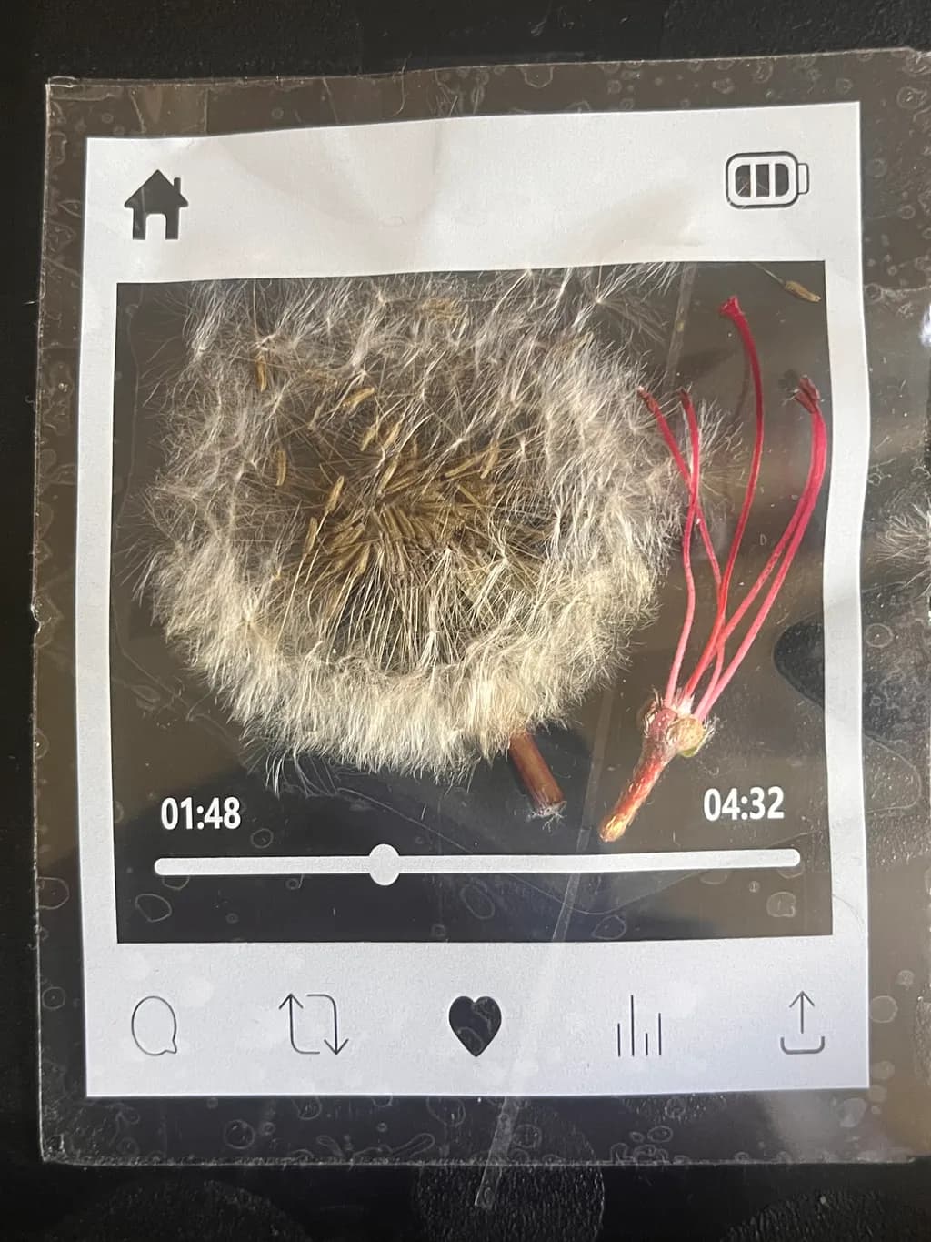 Fleeting Seeds
