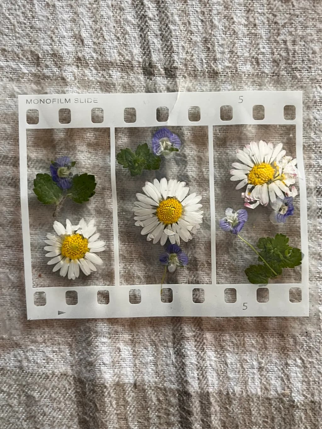 Pressed Blossoms Trio