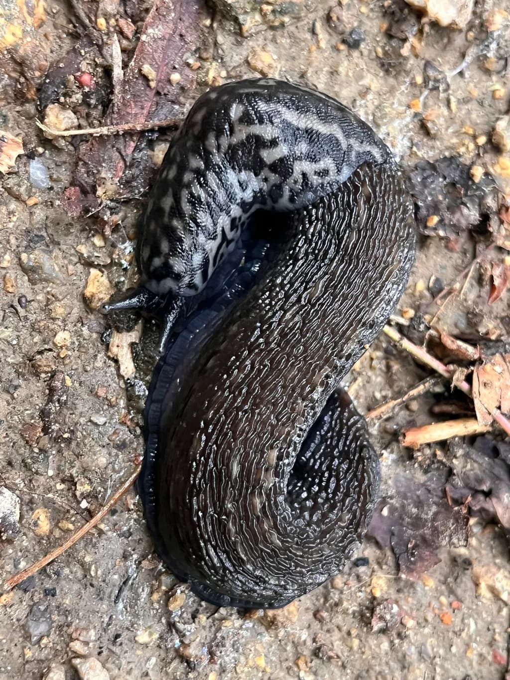 Coiled Forest Slug